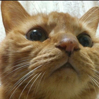 楽しく日々の出来事を投稿していきます😆
営業中の🍱ランチ開拓投稿
シャドバ、NIKEE、ウィズダフネ、ボードゲームの投稿をしてます♪
基本的には100%フォロー、フォロバしますので気軽に繋がってもらえたら嬉しいです♪😆