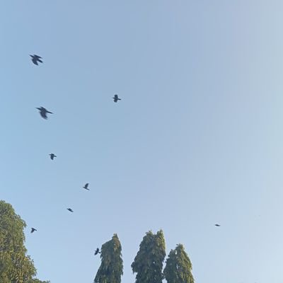 ruwadaniel's profile picture. 