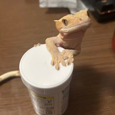 Hitomodoki04's profile picture. 可愛い爬虫類達とののんびりライフ🦎🦎
ガーゴ×1 クレス×1 オニプ×1 レオパ×2 ニシアフ×1 フトアゴ×1