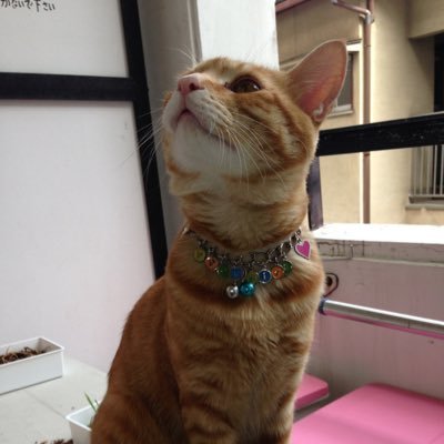 6_18_riku's profile picture. 猫との生活