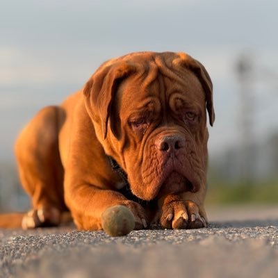 Soy Pipa, una dogo de Burdeos. Mi humano la cagó y no pidió el número de María. Ahora tengo que arreglarlo yo. 🐶🔍 #SeBuscaMaría