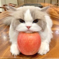 ๐๐ค๐ญ๐๐๐๐๐๐๐๐จ;๐๐งฉ๐; ๐ซฐ๐ถ เนเธเธเธตเน โก (@foxiipieces) 's Twitter Profile