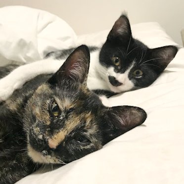 サビ猫みー、白黒くー、そしてガーデニング
みーくーちゃんねる→https://t.co/3V91AsodhE
みぃみチャンネル→https://t.co/LWCrcH7gkW
DM❌