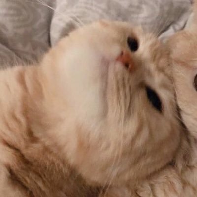 :stormblessed y tolkiendil🧝🏻♀️: no me hablen de libros que no me puedo controlar 📚 ฅ^•ﻌ•^ฅ