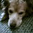 Volleygirl01's profile image