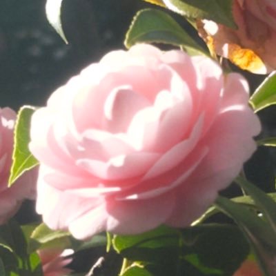 rinlinrunrun's profile picture. 