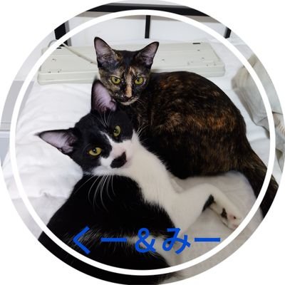 meekuuchan's profile picture. 猫チューバー始めました