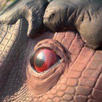 Tyrant King🦖 (@tyrannonerd) 's Twitter Profile Photo Tyrant King🦖 (@tyrannonerd) 's Twitter Profile Photo