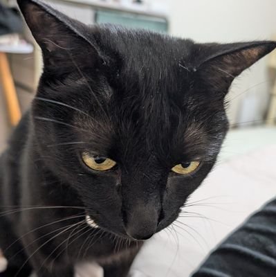 3cOcIXL4sC35113's profile picture. 3ヶ月から育ててきた黒猫ジル🖤現在7歳♂🖤
うちのジルたんの写真をただ載せるだけの場所

※無言フォロー失礼します。飼い主臆病なため絡みできません。ご了承ください🙇‍♀️