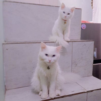 hariananabul's profile picture. Mbabu suka males update