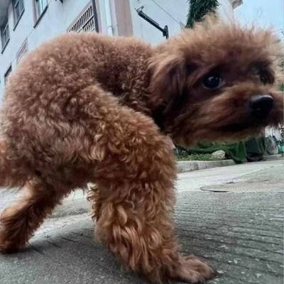 nyuttya88402's profile picture. 지뢰 있어도 그냥 밟고 폭사하세요
