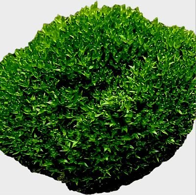 bbomossss22's profile picture. 언젠가의 뽀시래기