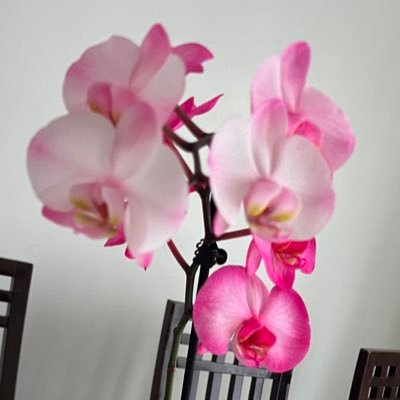 wtfisgoingon376's profile picture. 