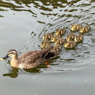 どーるないとさんのプロフィール画像