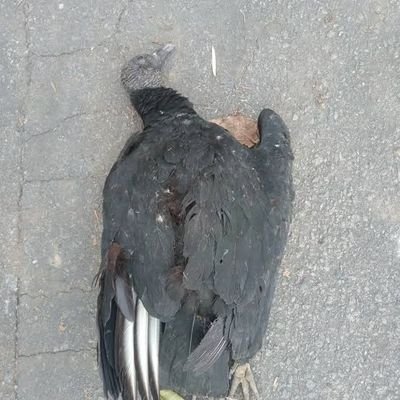 Tragicamente o Urubu romantico se suicidou com 20 tiros nas costas.
Ressurreição no dia que o MITO ganhar as eleições.