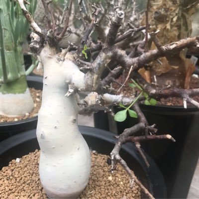 caudexhub143's profile picture. Caudex seller , madagascar