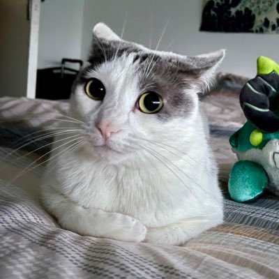 Compte récupéré par Snoop et Chacha 🐈⬛ Une photo par jour 😼 Compte perso : @Haku_Samaaa_