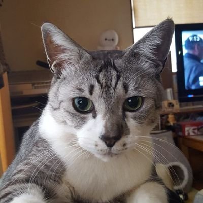 replica59's profile picture. 猫好き。実は犬も好きだけど。
酒、歌、植物を愛す。
運動はゴルフ・筋トレくらい
マンガ/HUNTER×HUNTER/SPY× FAMILY/ワールドトリガー/憂国のモリアーティ/怪物事変/オーイ！とんぼ/地球・月・太陽/