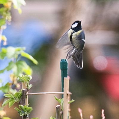 SelberDenken13's profile picture. Macht gerne Fotos in der Natur und im eigenen Garten. Mag Bewegung und liebt  die Freiheit.