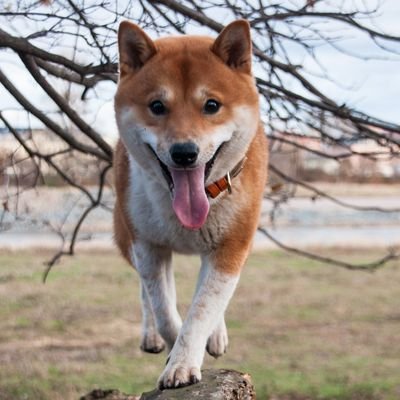 サトシです。鹿の角、チーズ、目玉焼き、アキレス腱が大好きです。西海岸出身。知識は力なり。日本に神のご加護がありますように。♡ 愛を込めて、イエス様 ✝️🕊 🛐🗽🐕