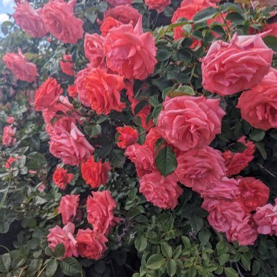 CottenAver3341's profile picture. Love of God❤️🌹 Badi gurl era 👿🍆