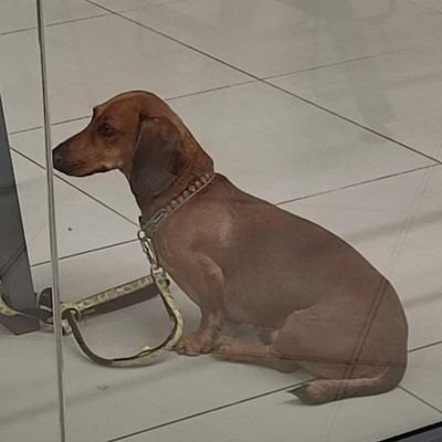 SalitreDos's profile picture. Elon Musk devuélveme mi cuenta