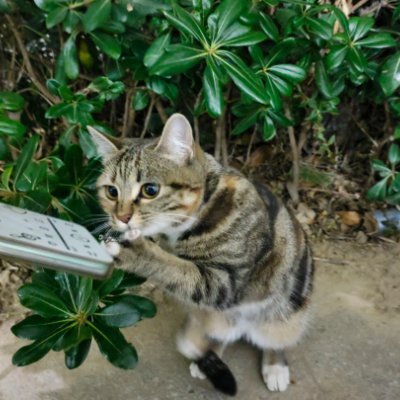 Wescenksins's profile picture. 偉大な天才は、少し狂気を伴っているものだ。