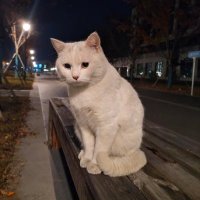 はるか☀️ (@haruka_nic) Twitter profile photo