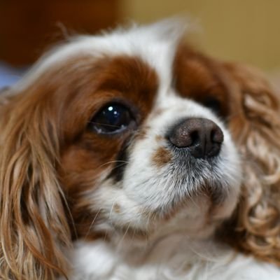 nisiohashisama's profile picture. 肩こりやばすぎ