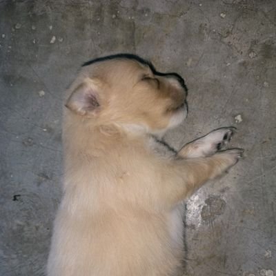 SoniyaLal7's profile picture. 