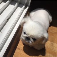 えでぃーらいん (@tochikaz) 's Twitter Profile Photo