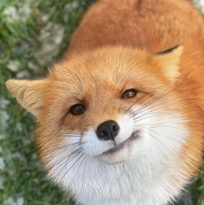 chi_kwn17's profile picture. N-roblox