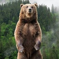 Standing Bear (@armed_bear_maga) 's Twitter Profile