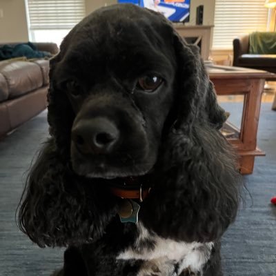 ShipleyGai40000's profile picture. Lifelong Democrat. Dog lover. Retired Librarian. If you are as angry as I am, about the corruption of the Trump Regime,follow me. 💙🇺🇦🇺🇸NO DMS