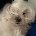 Giovy (@giovynhoo) Twitter profile photo Giovy (@giovynhoo) Twitter profile photo
