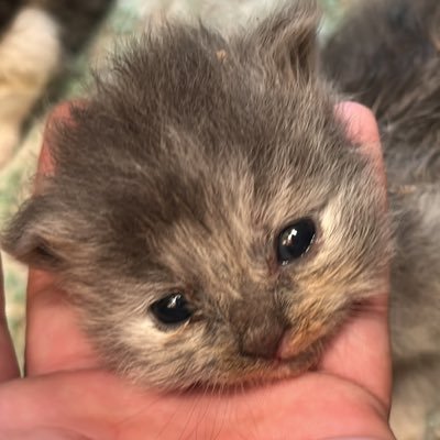 anjemcewekuy's profile picture. ready anjem driver cewe https://t.co/PK8RG0Blq9