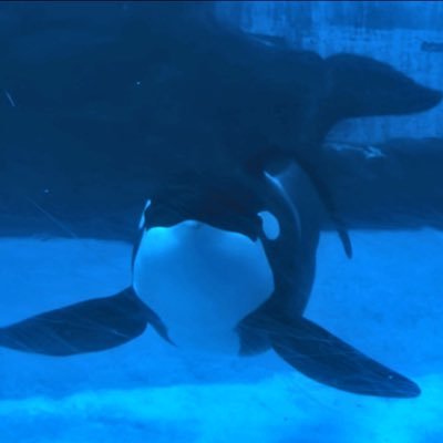 SevenNeko125's profile picture. クジラが大好きな絵描き🐋 /推しクジラはシャチ、マッコウ、ベルーガ/ 気まぐれ低浮上 /フォロバ目的のフォローは❌