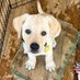 Pawfect Labrador (@pawfectlabrador) Twitter profile photo Pawfect Labrador (@pawfectlabrador) Twitter profile photo