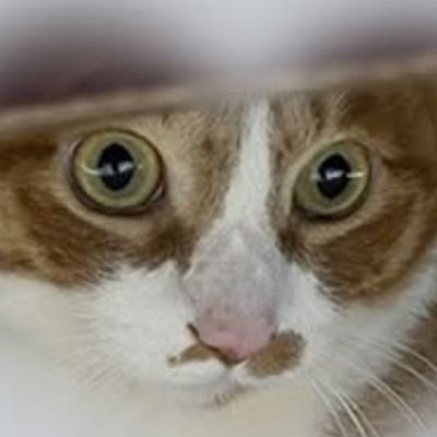 cookiestar54200's profile picture. 