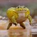 commiefrosch (@commiefrosch) Twitter profile photo commiefrosch (@commiefrosch) Twitter profile photo