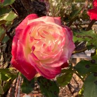 チャンミ (@oyaoya72507881) 's Twitter Profile Photo