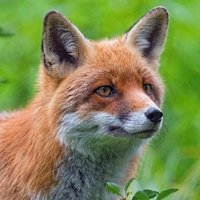 Foxz (@peter100712) 's Twitter Profile