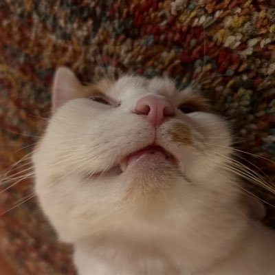 vadameowmeow's profile picture. every cat’s biggest fan