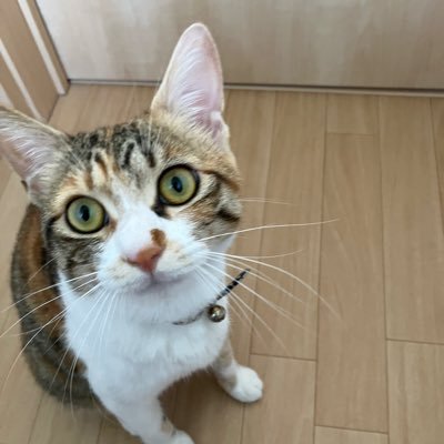猫又のアーカイブ - البحث / X