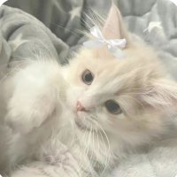 _morusita (@zerocalnuts) 's Twitter Profile