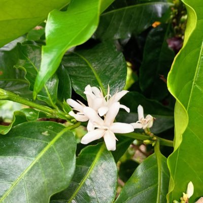 🇨🇷コスタリカに移住しました🎵 SNS世間の騒音から離れて久々のX(いつの間にかTwitterからXに!)、そのうちまた再開しようと思います。