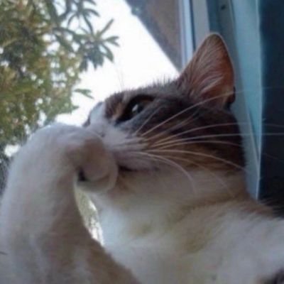 SailOrinoco's profile picture. Mariner ⚓