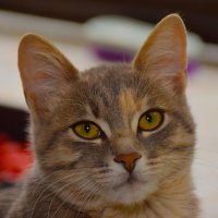 Finn Grace (@chudai_jav_ordl) 's Twitter Profile