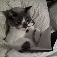 القطة المثقفة🐈⬛ (@n00__thing) 's Twitter Profile
