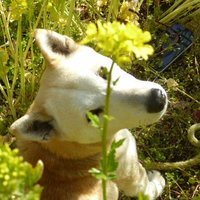 ポカラ (@z6724764063) 's Twitter Profile